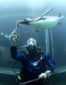 PENGUIN DIVING 11